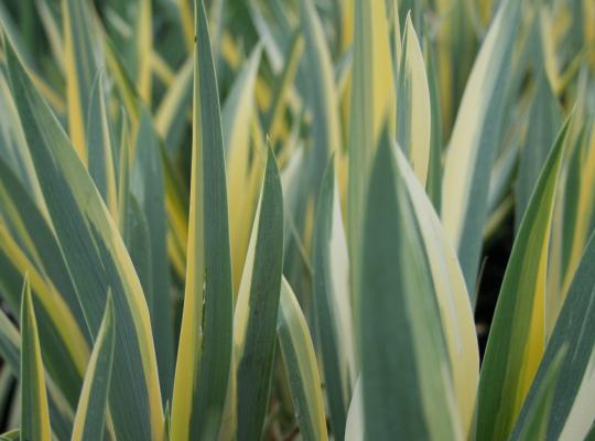 Iris pallida Aurea Variegata