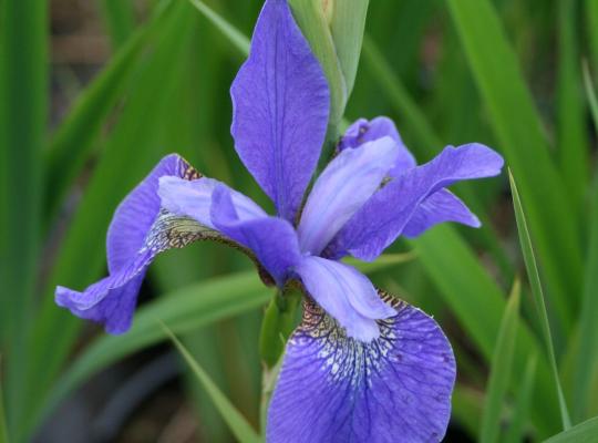Iris sib. 'Caesar's Brother'