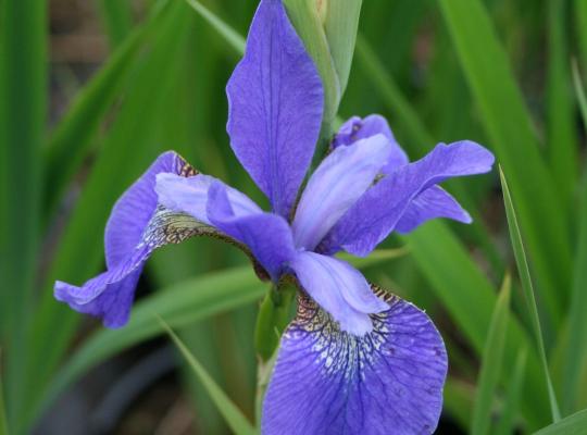 Iris sibirica Caesar's Brother