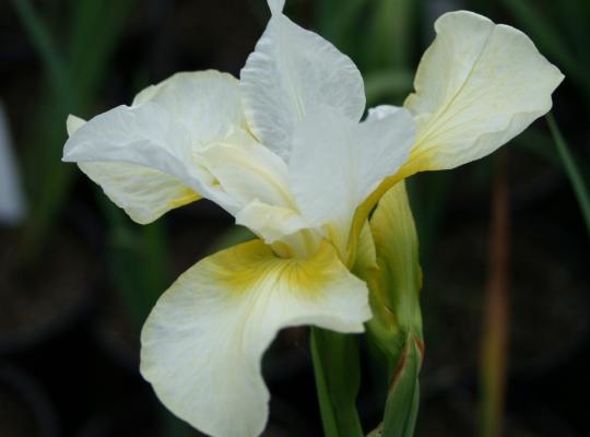 Iris sibirica Dreaming Yellow