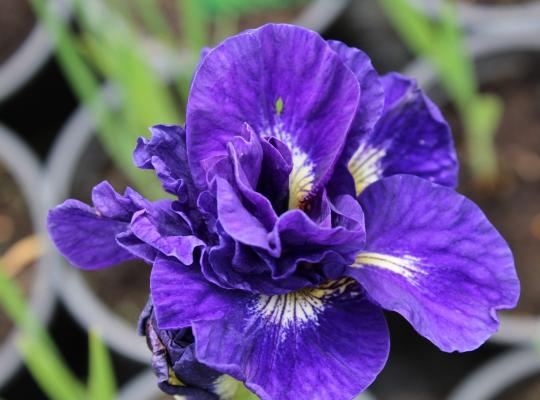 iris-sibirica-kabluey-1.jpeg