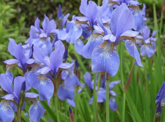 Iris sibirica Perrys blue