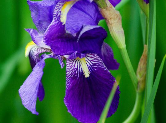 Iris sibirica Ruffled Velvet