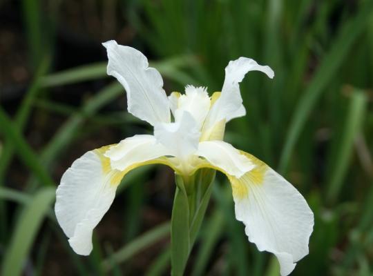 Iris sibirica Snow Queen