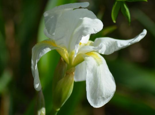 Iris sibirica Snowcrest