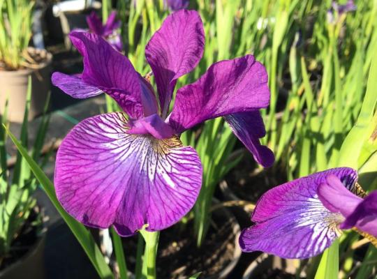 Iris sibirica Sparkling Rose