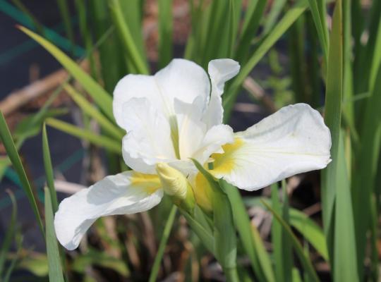 Iris sibirica White Swirl