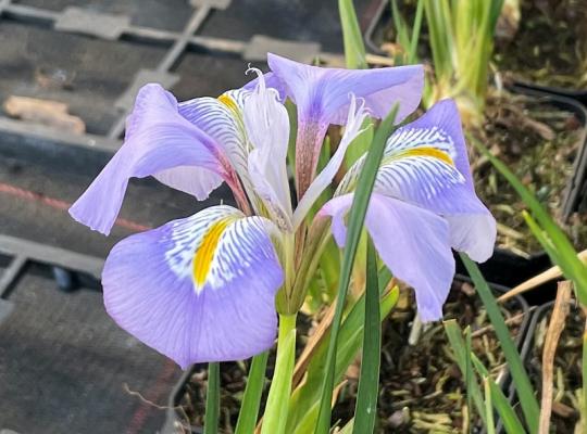 Iris unguicularis