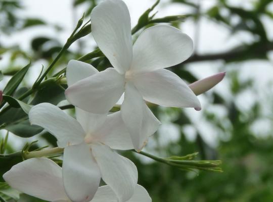 Jasminum officinale