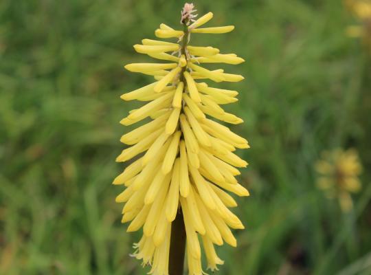 Kniphofia Bees Lemon