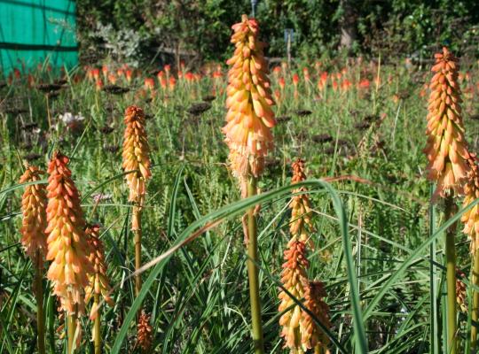 Kniphofia 'Creamsicle'