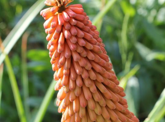 Kniphofia 'Elvira'