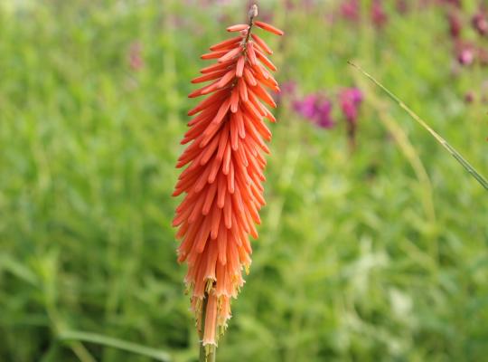Kniphofia 'Nancy's Red'