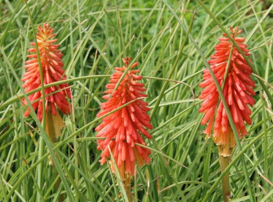 Kniphofia Papaya Popsicle