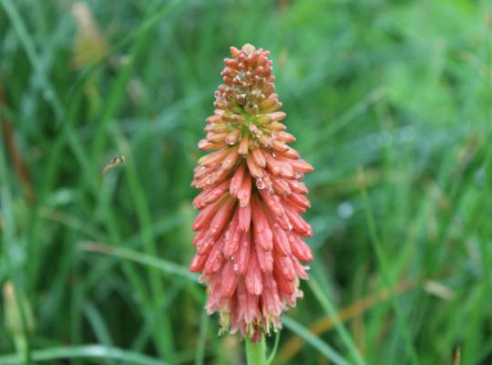 Kniphofia Red Hot Popsicle