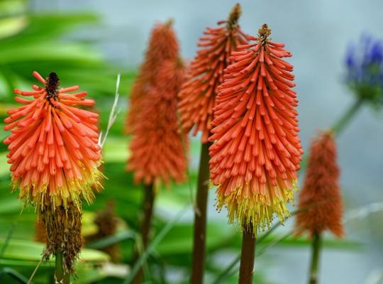 Kniphofia Royal Standard