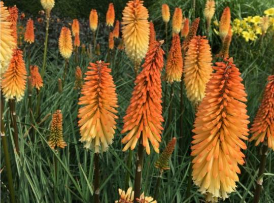 Kniphofia Tawny King