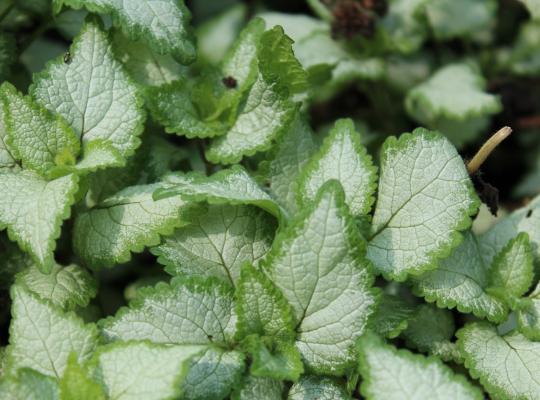 Lamium maculatum Beacon Silver