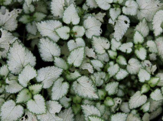 Lamium mac. 'White Nancy'