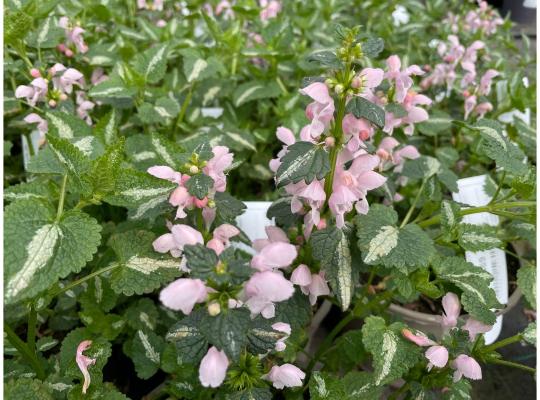 Lamium maculatum Pink Pearls