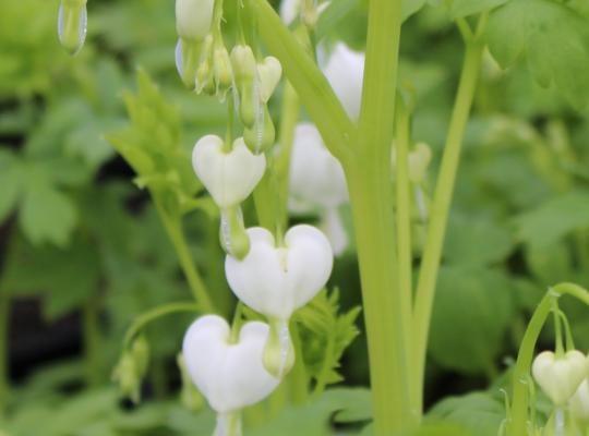 Lamprocapnos spectabilis Alba