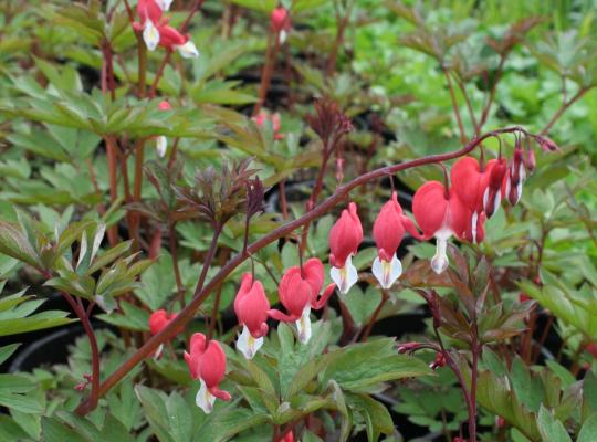 Lamprocapnos spectabilis Valentine