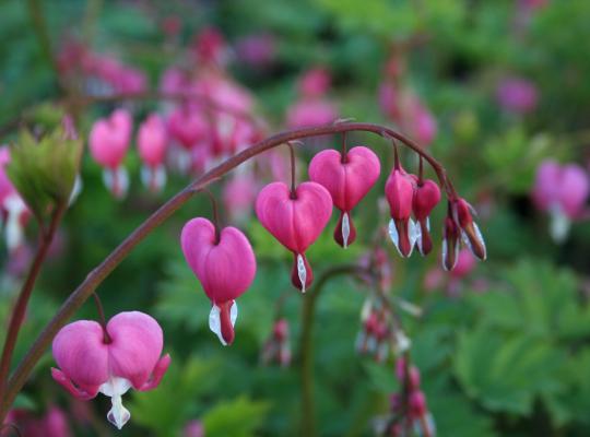 Lamprocapnos spectabilis