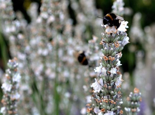 Lavandula angustifolia alba