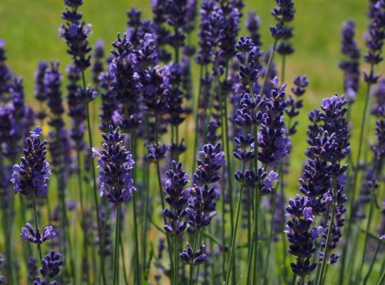 Lavandula angustifolia Hidcote