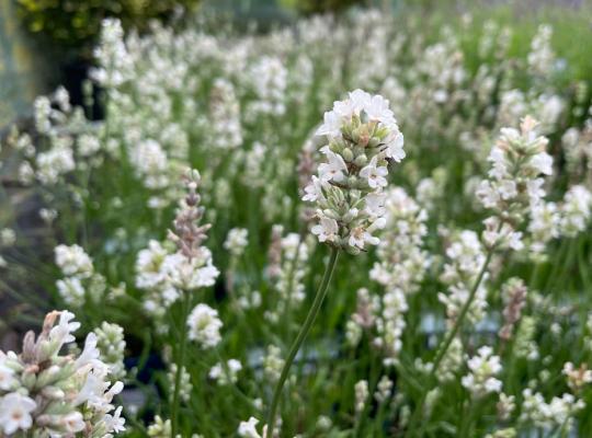 Lavandula angustifolia Arctic Snow