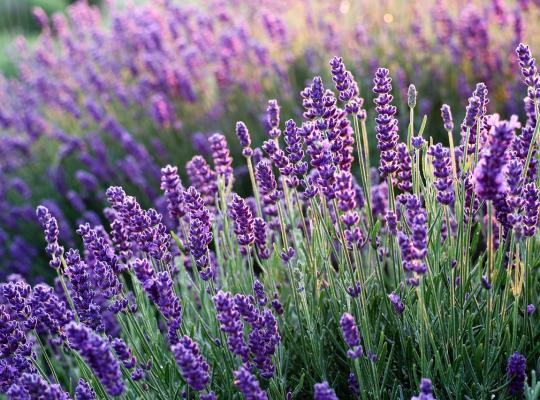 Lavandula angustifolia Imperial Gem