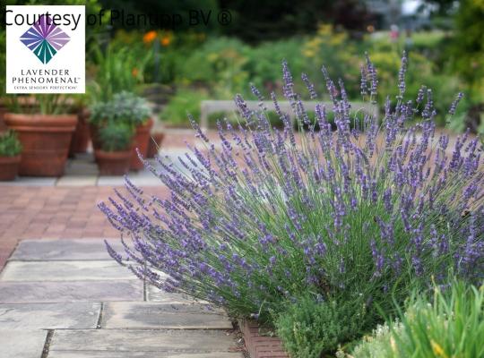 Lavandula int. 'Phenomenal'
