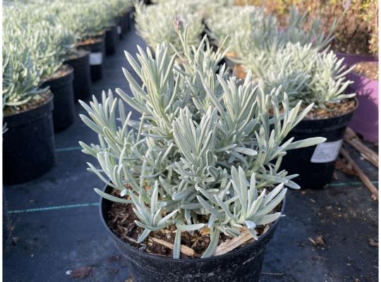 Lavandula angustifolia Richard Gray