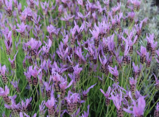 Lavandula stoechas Papillon