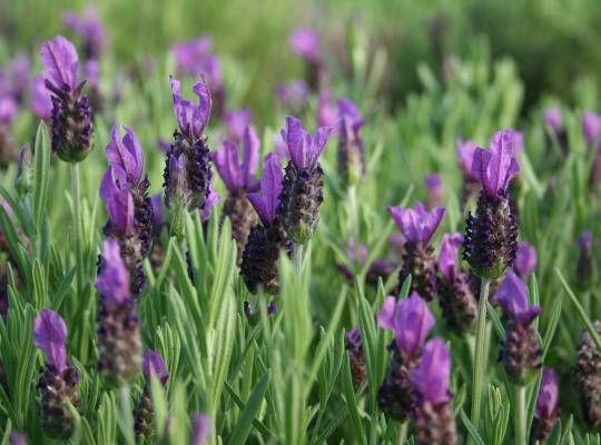 Lavandula stoe. Anouk