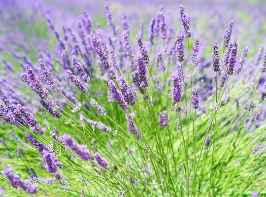 Lavandula angustifolia Twickel Purple