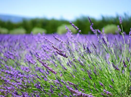 Lavandula x intermedia Grosso