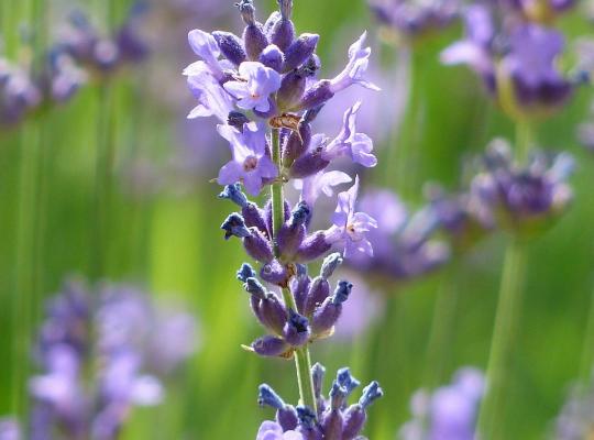 Lavandula x intermedia 'Vera'