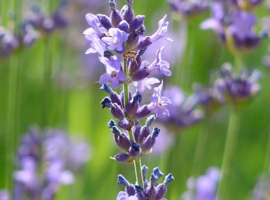 Lavandula x intermedia Vera