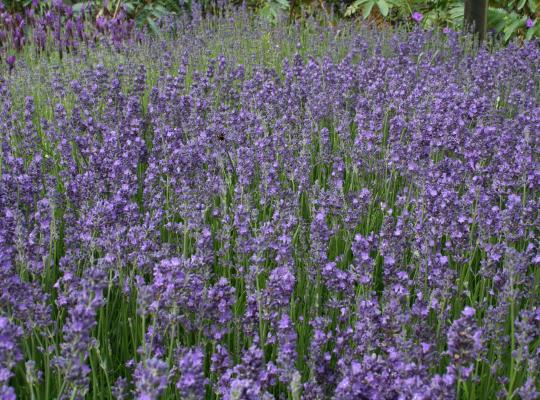 Lavandula ang. 'Munstead'