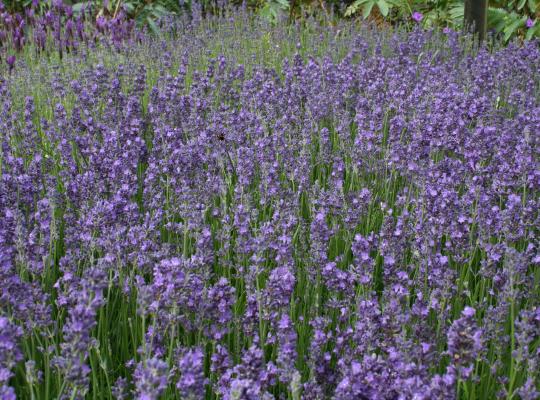 Lavandula angustifolia Munstead