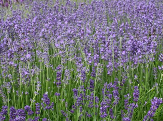 Lavandula ang. Munstead