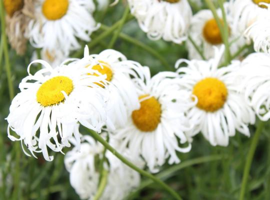 Leucanthemum x sup. Phyllis Smith