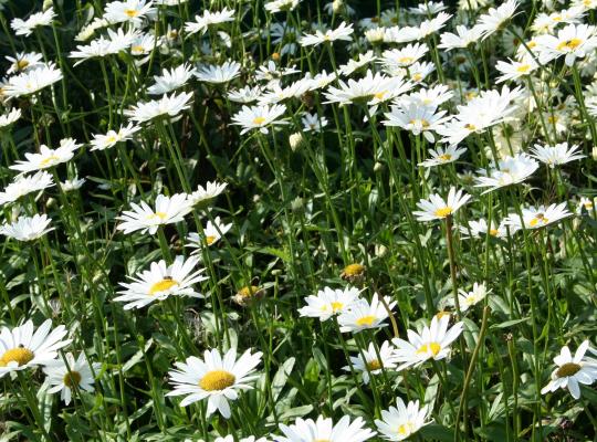 Leucanthemum x superbum Becky