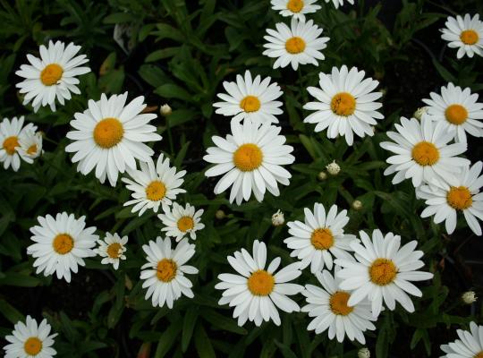 Leucanthemum x superbum Snowcap