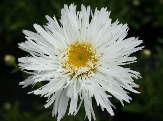 Leucanthemum x superbum Aglaia