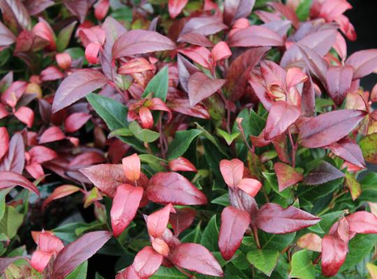 Leucothoe fontanesiana Scarletta