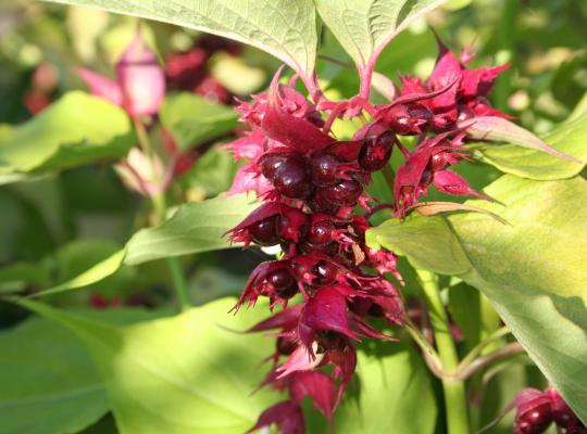 Leycesteria formosa Golden Lanterns