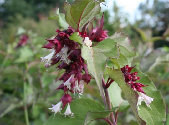 Leycesteria formosa Purple Rain