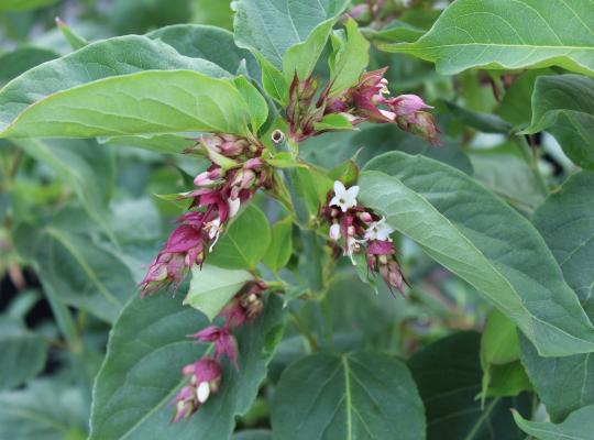 Leycesteria formosa